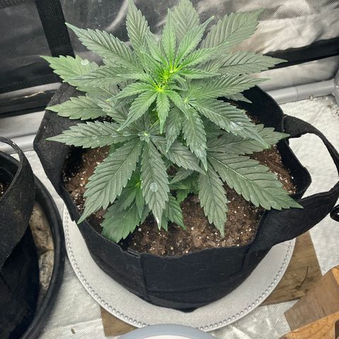 Meringue growlog timeline photo