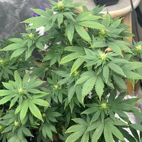 Granddaddy Purp # 2 growlog timeline photo