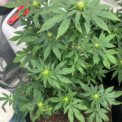 Granddaddy Purp growlog timeline photo