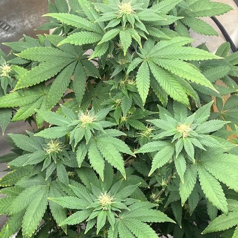 Granddaddy Purp # 2 growlog timeline photo