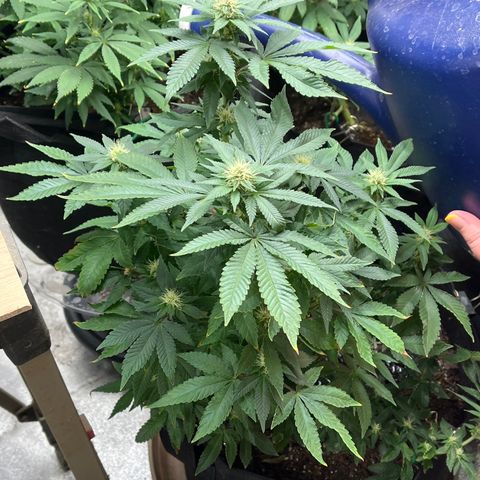 Granddaddy Purp growlog timeline photo