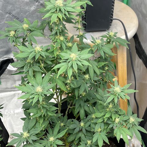 Granddaddy Purp # 2 growlog timeline photo