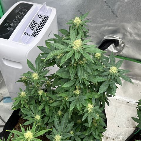 Granddaddy Purp growlog timeline photo