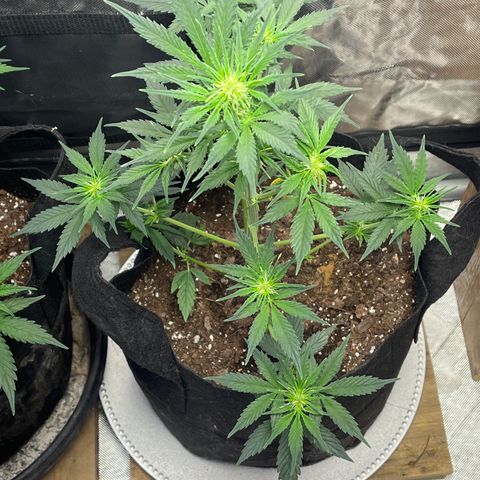 Meringue growlog timeline photo