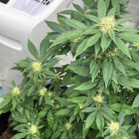 Granddaddy Purp # 2 growlog timeline photo