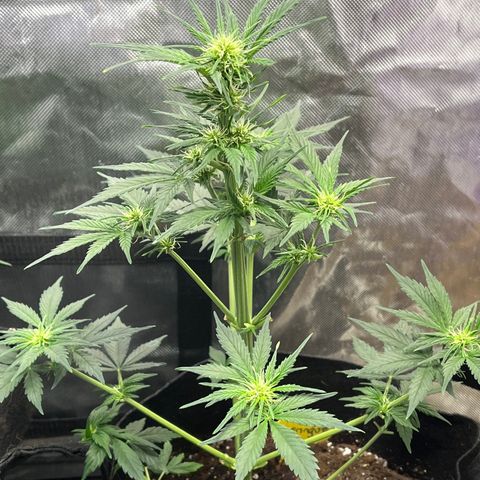 Meringue growlog timeline photo