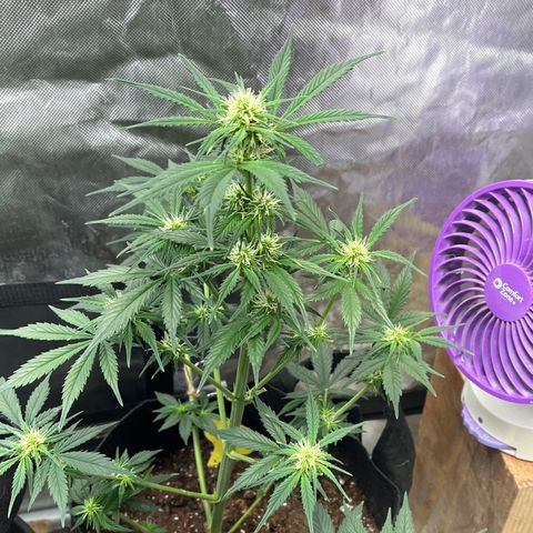 Meringue growlog timeline photo