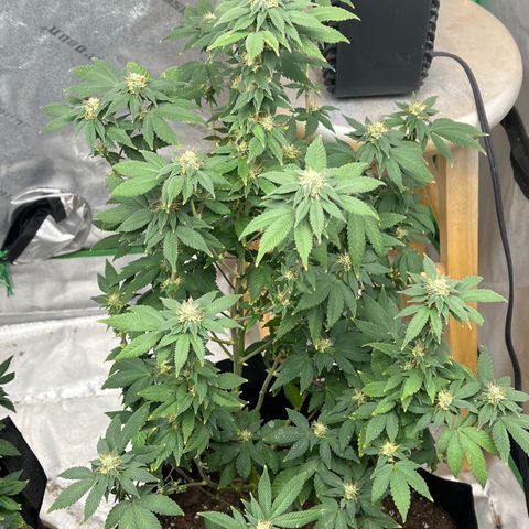 Granddaddy Purp # 2 growlog timeline photo