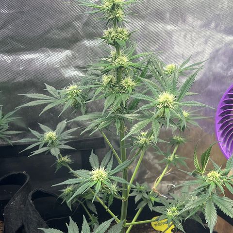 Meringue growlog timeline photo