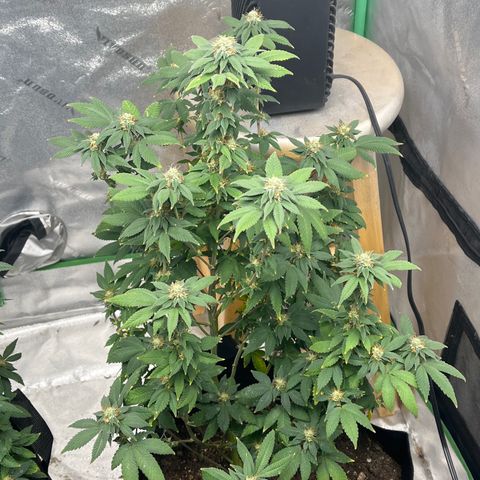 Granddaddy Purp # 2 growlog timeline photo