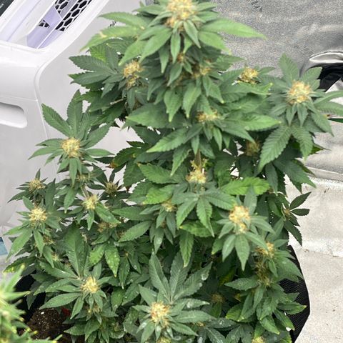 Granddaddy Purp growlog timeline photo