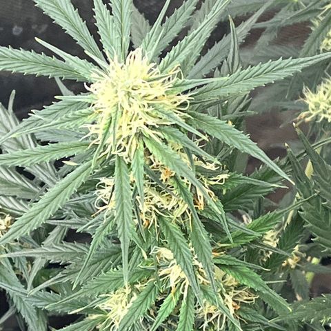 Meringue growlog timeline photo