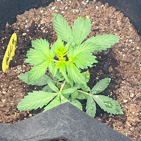Eddie growlog timeline photo