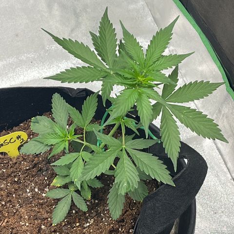 Eddie growlog timeline photo