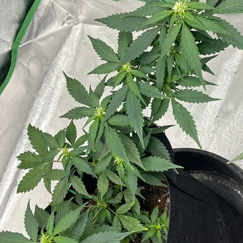 Eddie growlog timeline photo