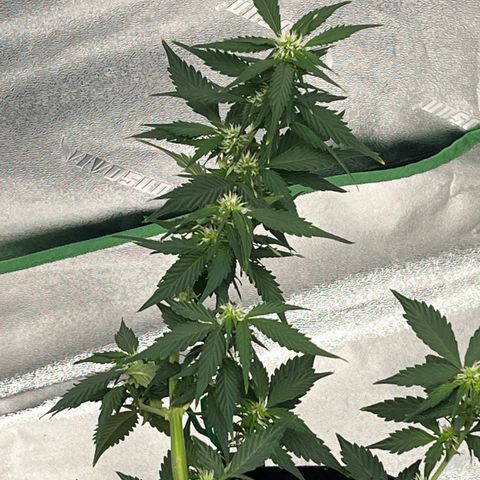 Eddie growlog timeline photo