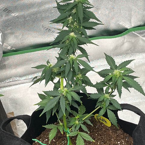 Eddie growlog timeline photo