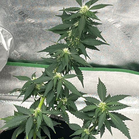 Eddie growlog timeline photo