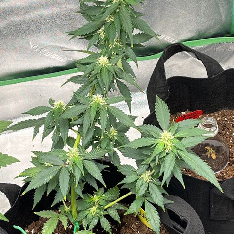 Eddie growlog timeline photo