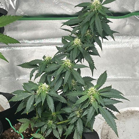 Eddie growlog timeline photo