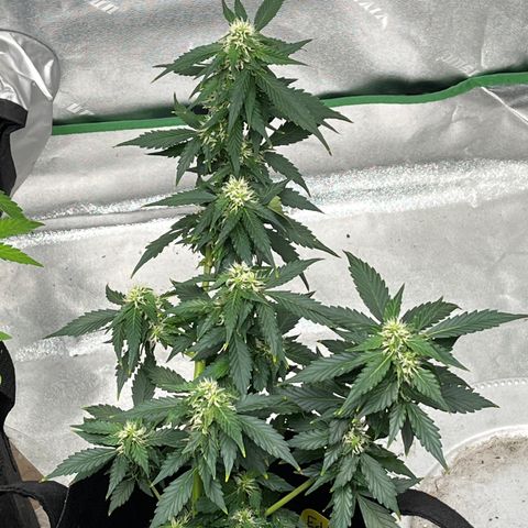 Eddie growlog timeline photo