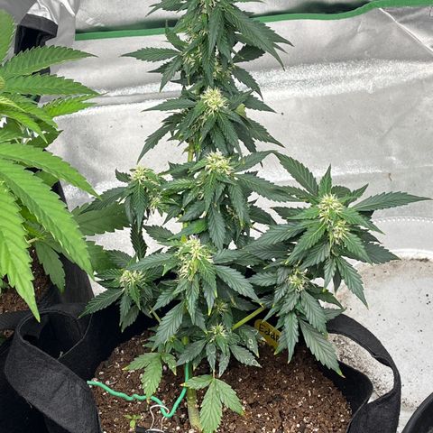 Eddie growlog timeline photo