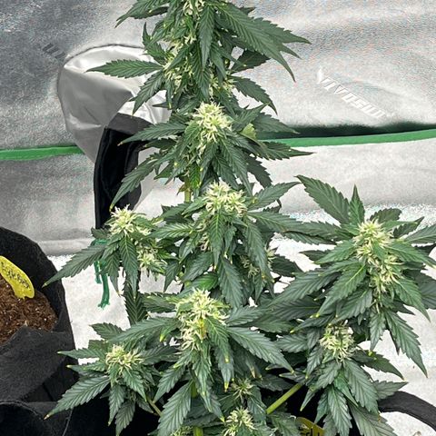 Eddie growlog timeline photo
