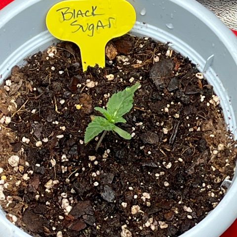 Black Sugar growlog timeline photo