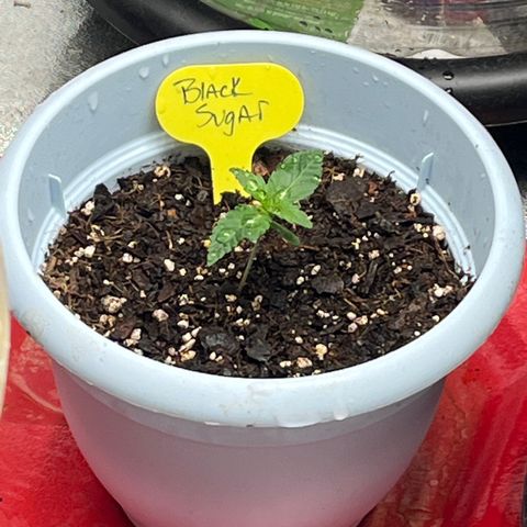 Black Sugar growlog timeline photo