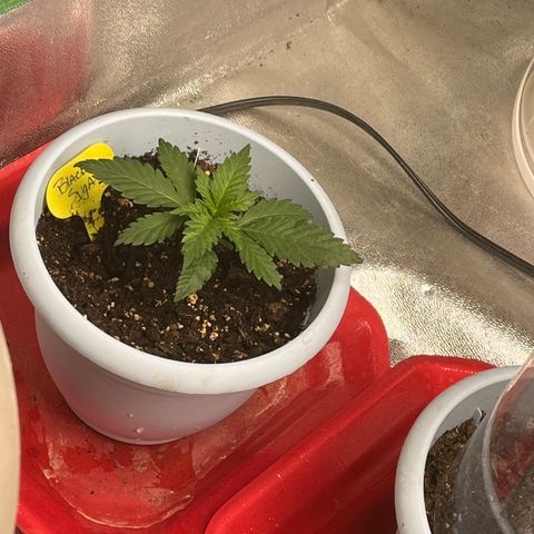 Black Sugar growlog timeline photo