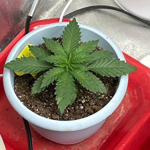 Black Sugar growlog timeline photo