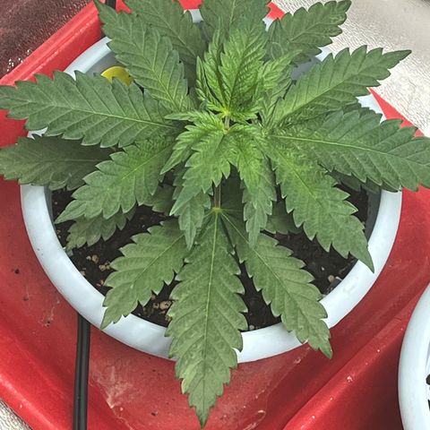 Black Sugar growlog timeline photo