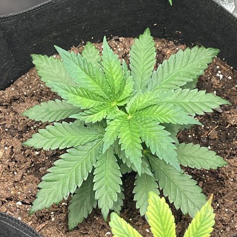Black Sugar growlog timeline photo