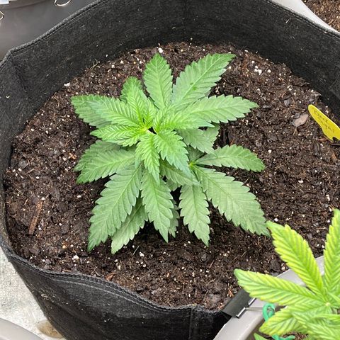 Black Sugar growlog timeline photo