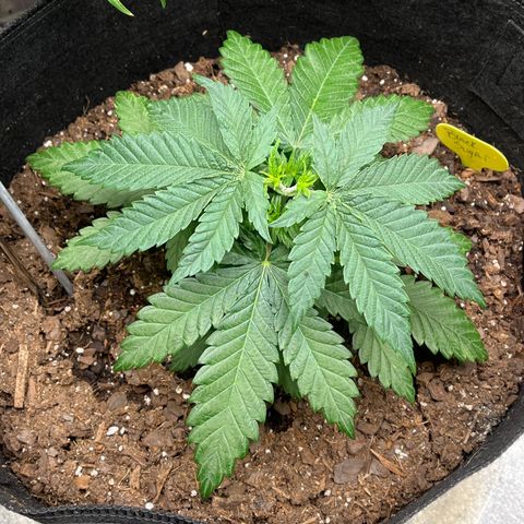 Black Sugar growlog timeline photo