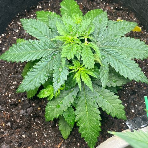 Black Sugar growlog timeline photo