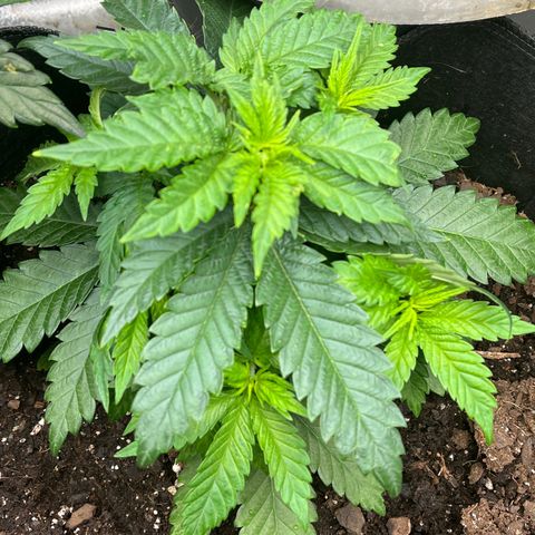 Black Sugar growlog timeline photo