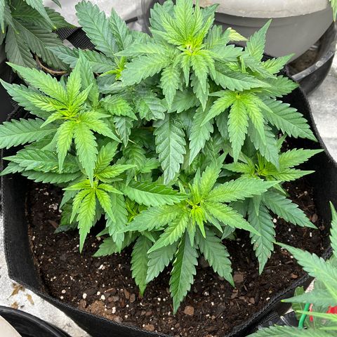 Black Sugar growlog timeline photo