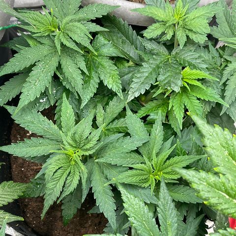 Black Sugar growlog timeline photo