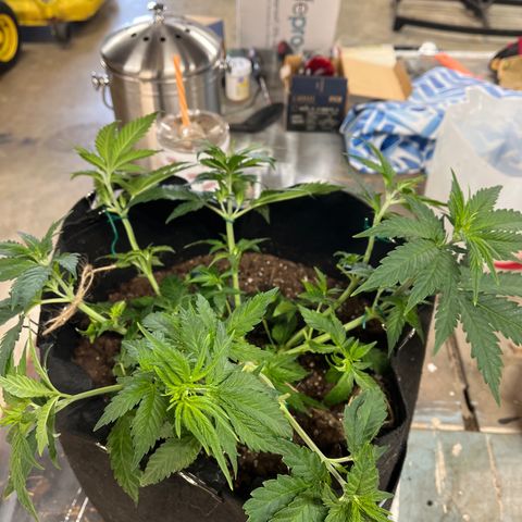 Black Sugar growlog timeline photo