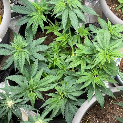 Black Sugar growlog timeline photo