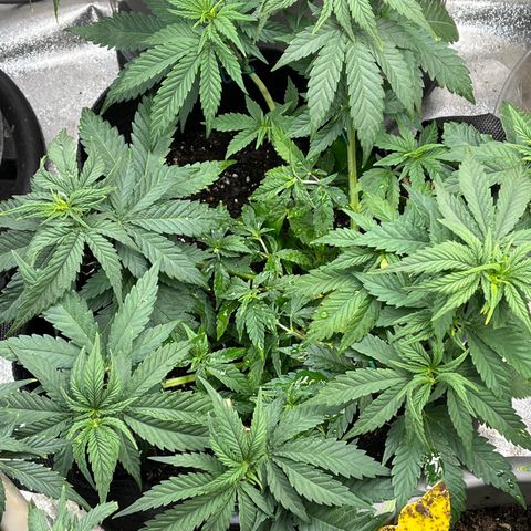 Black Sugar growlog timeline photo