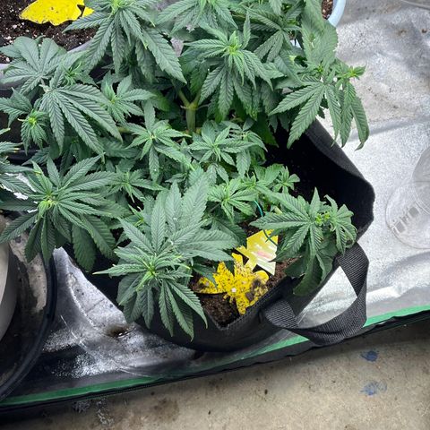 Black Sugar growlog timeline photo