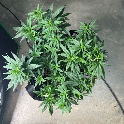Black Sugar growlog timeline photo