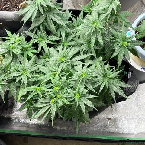 Black Sugar growlog timeline photo