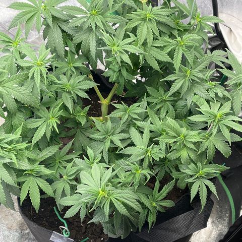 Black Sugar growlog timeline photo
