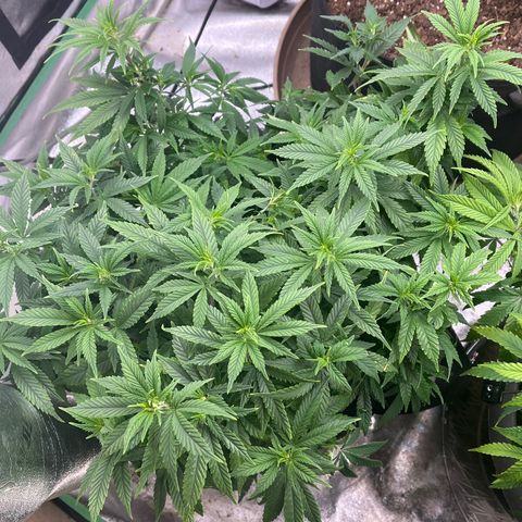 Black Sugar growlog timeline photo