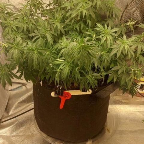 Black Sugar growlog timeline photo