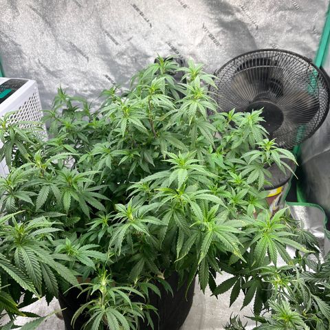 Black Sugar growlog timeline photo