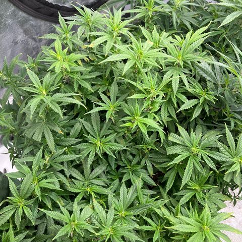 Black Sugar growlog timeline photo